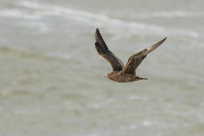 Kleine Jager / Arctic Skua