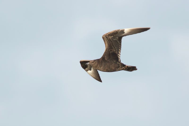 Kleine Jager / Arctic Skua