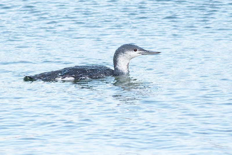 Roodkeelduiker / Red-throated Diver