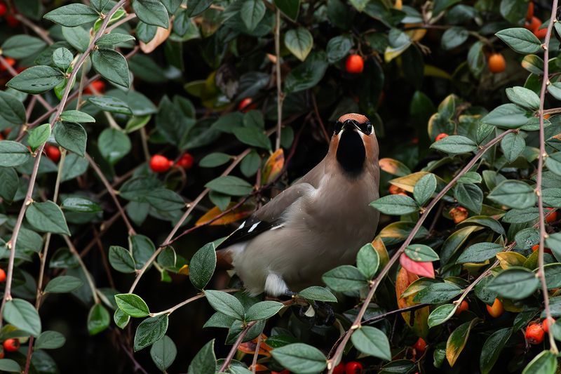Pestvogel / Bohemian Waxwing