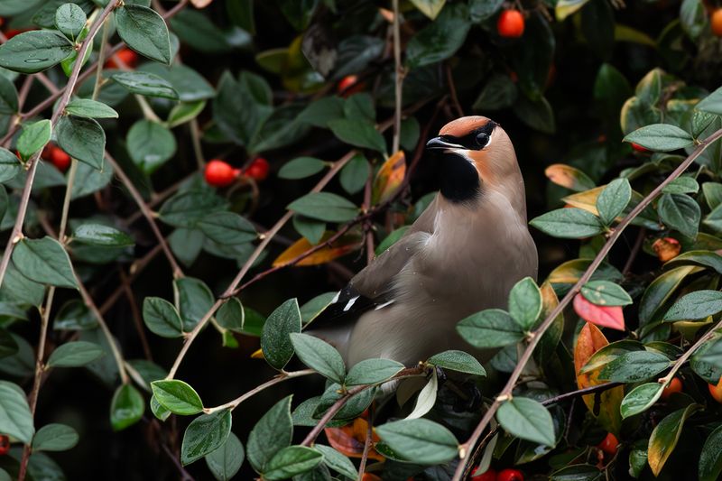 Pestvogel / Bohemian Waxwing
