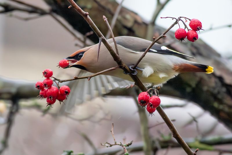 Pestvogel / Bohemian Waxwing