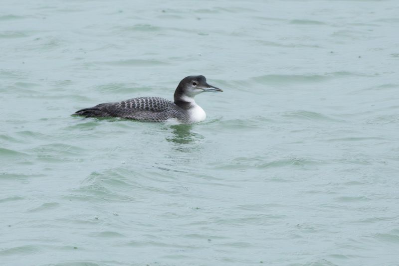 IJsduiker / Great Northern Diver