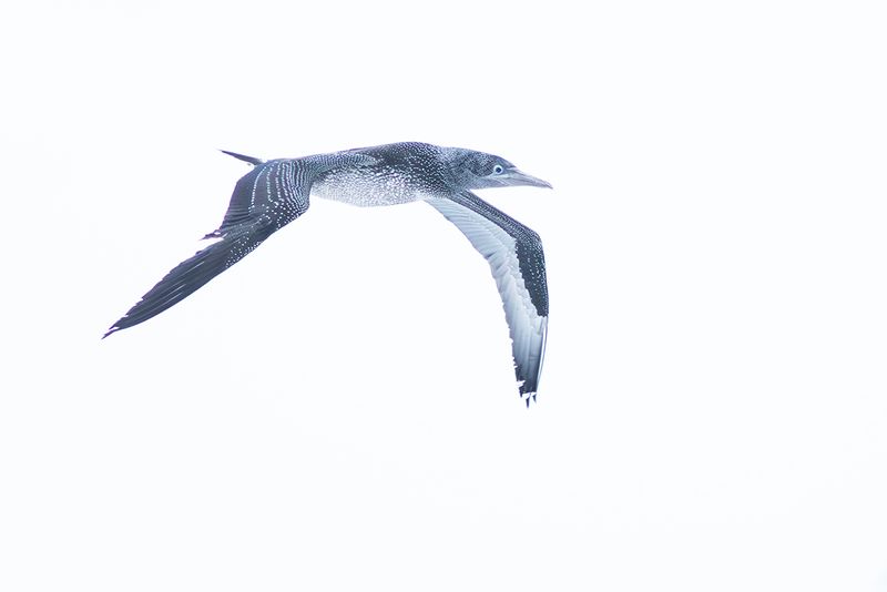 Jan-van-gent / Northern Gannet