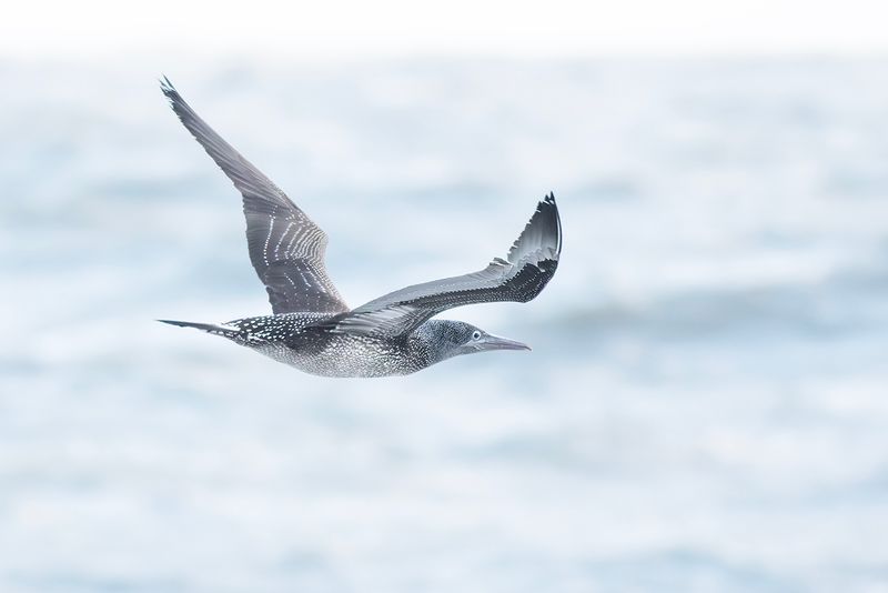 Jan-van-gent / Northern Gannet