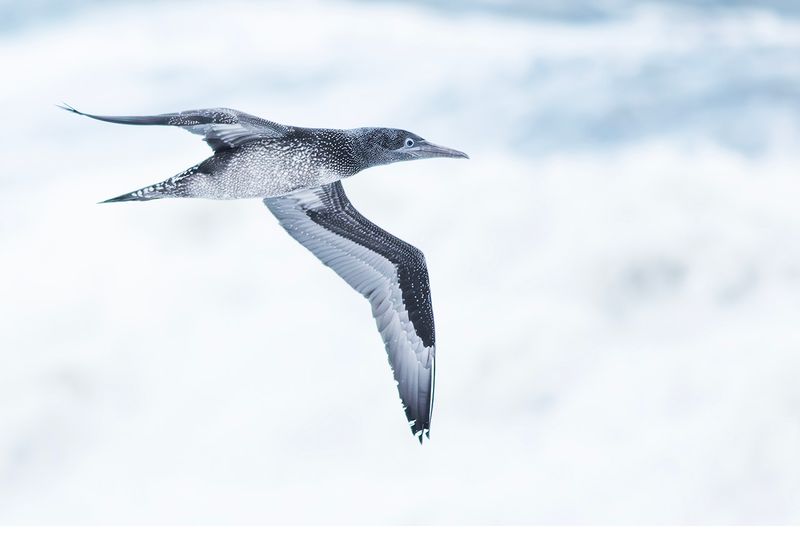Jan-van-gent / Northern Gannet