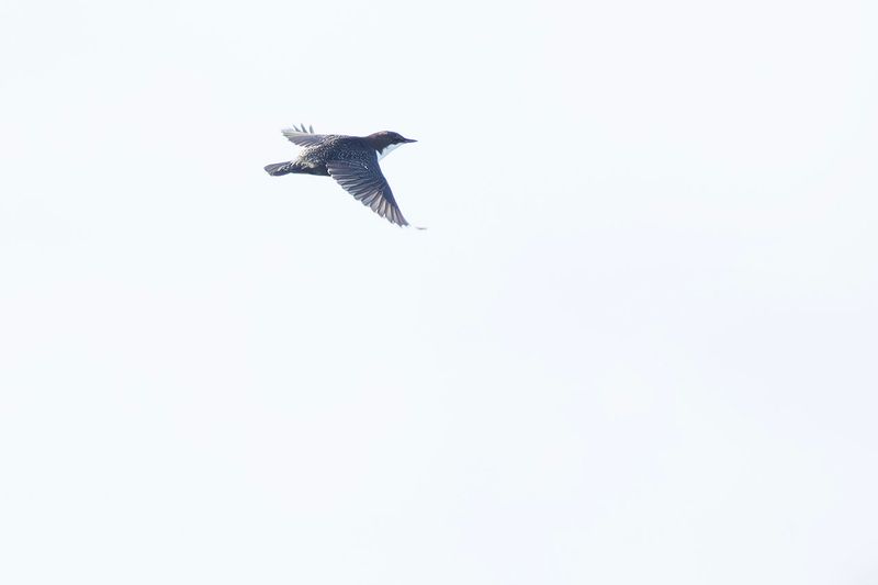 Zwartbuikwaterspreeuw / Black-bellied Dipper