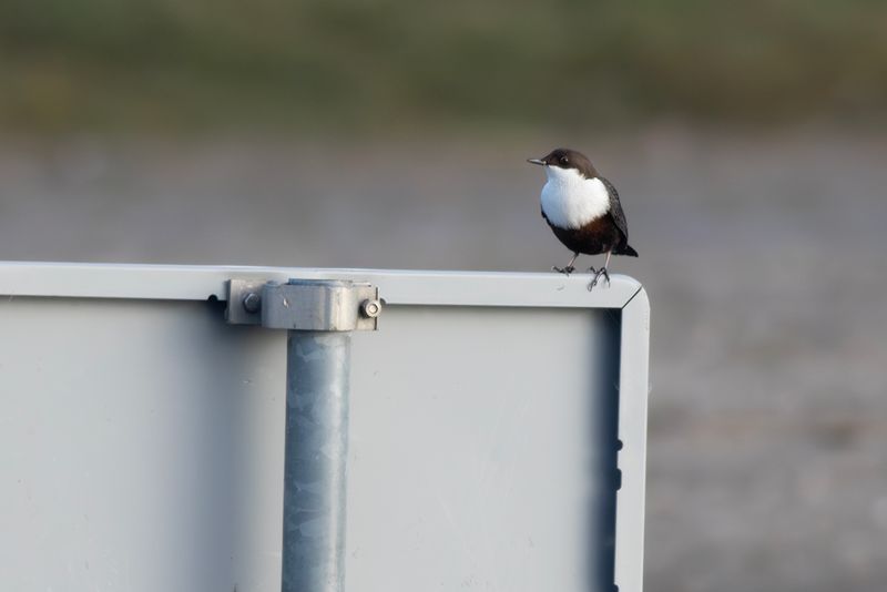 Zwartbuikwaterspreeuw / Black-bellied Dipper
