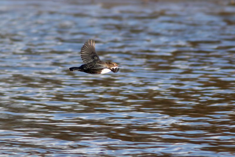 Zwartbuikwaterspreeuw / Black-bellied Dipper