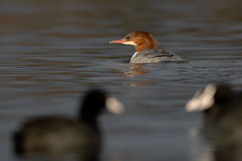 Goosander / Grote Zaagbek