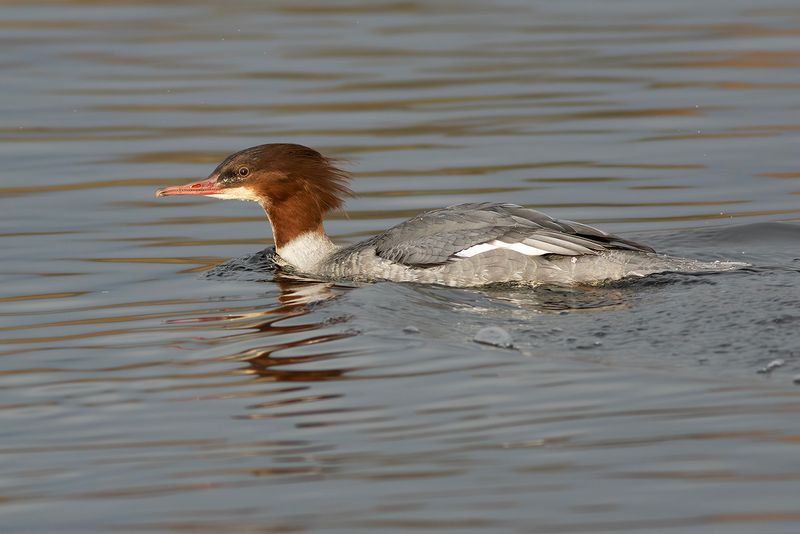 Goosander / Grote Zaagbek