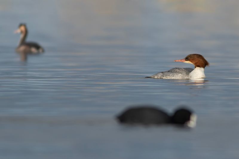 Goosander / Grote Zaagbek