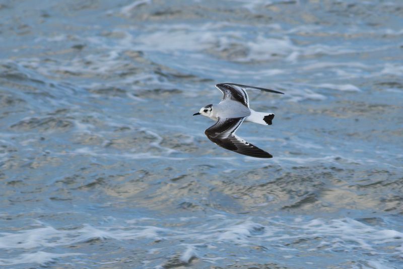 Dwergmeeuw / Little Gull