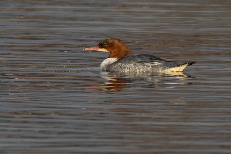 Goosander / Grote Zaagbek