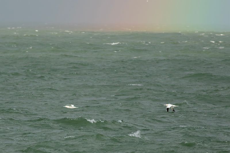 Northern Gannets / Jan-van-genten