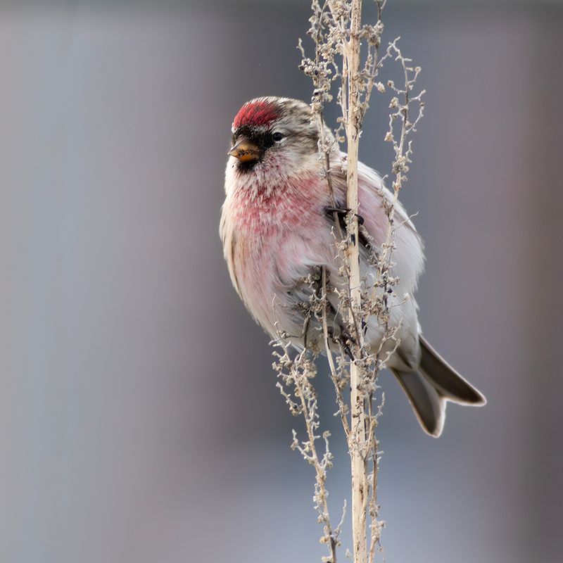 Grote Barmsijs / Common Redpoll