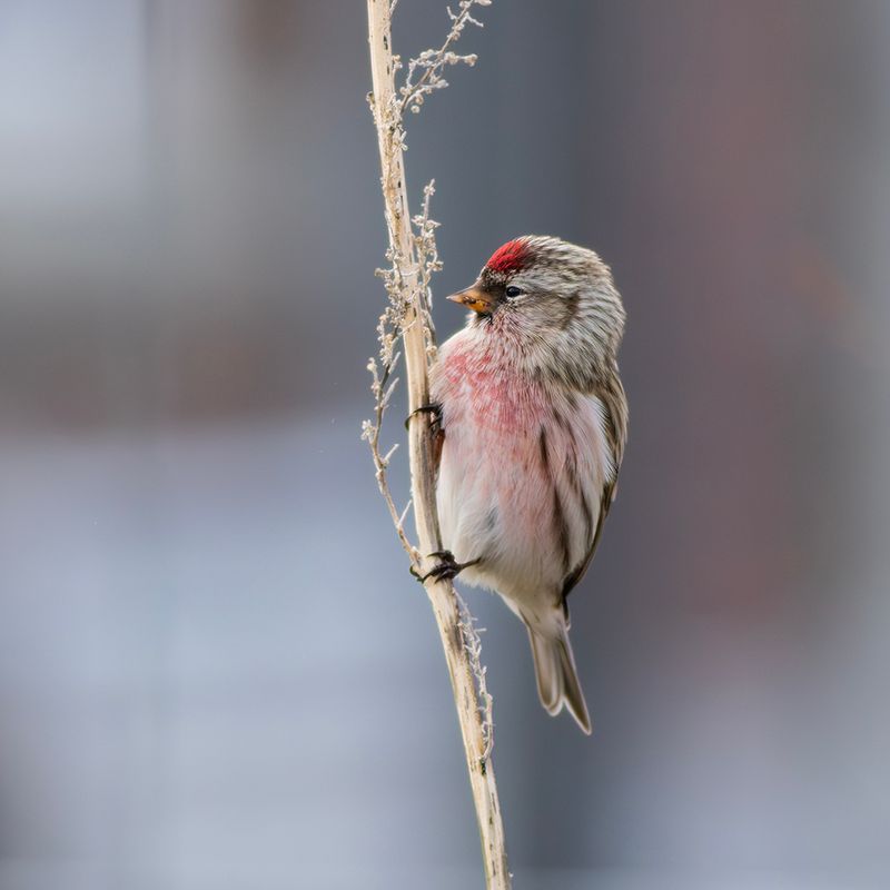 Grote Barmsijs / Common Redpoll