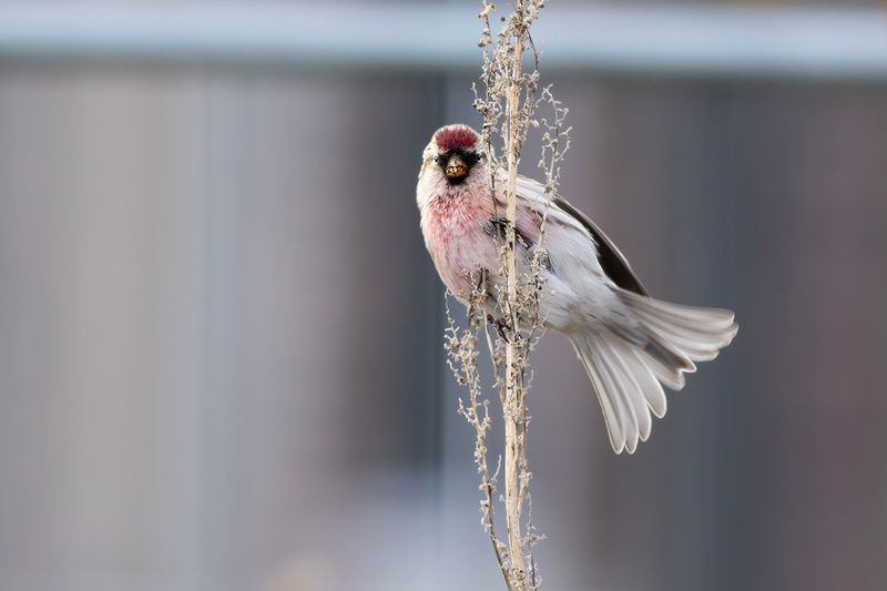 Grote Barmsijs / Common Redpoll