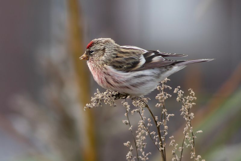 Grote Barmsijs / Common Redpoll