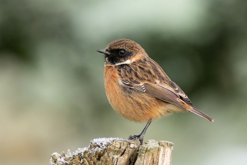 European Stonechat / Roodborsttapuit