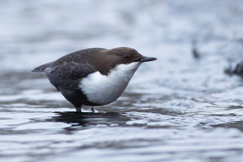 Black-bellied Dipper / Zwartbuikwaterspreeuw