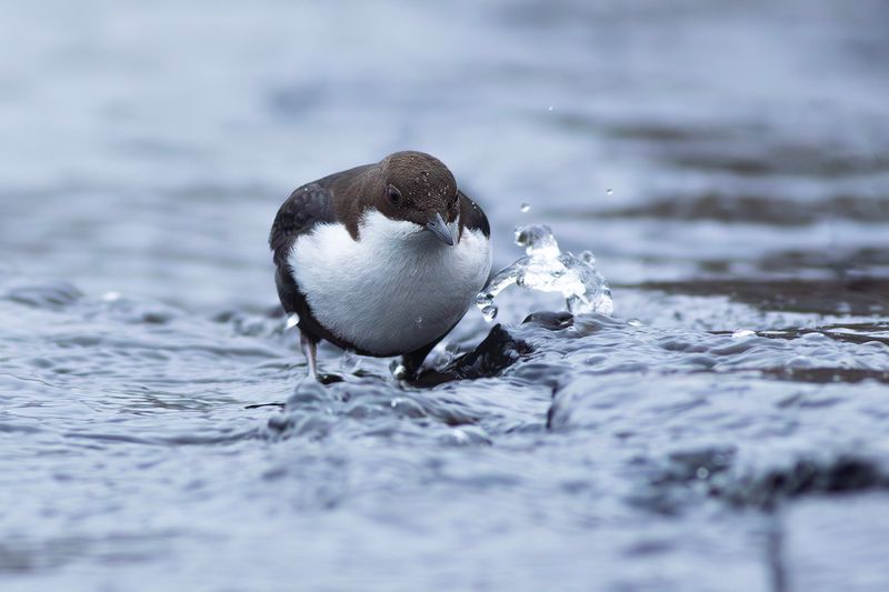 Black-bellied Dipper / Zwartbuikwaterspreeuw