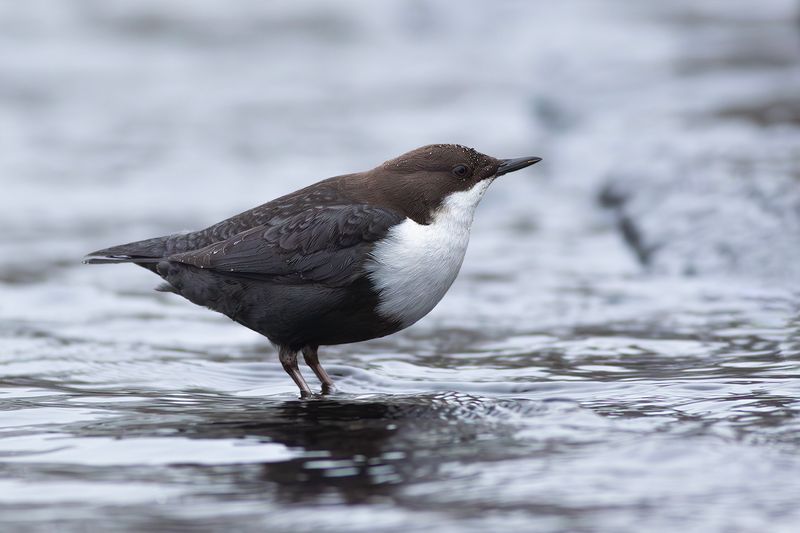 Black-bellied Dipper / Zwartbuikwaterspreeuw