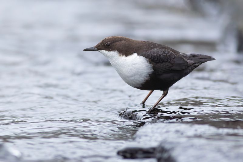 Black-bellied Dipper / Zwartbuikwaterspreeuw 