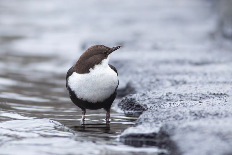 Black-bellied Dipper / Zwartbuikwaterspreeuw 