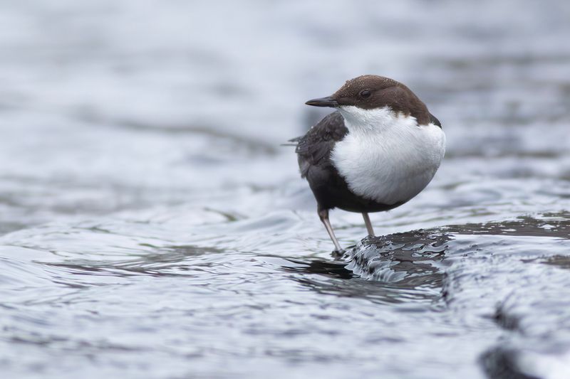 Black-bellied Dipper / Zwartbuikwaterspreeuw 