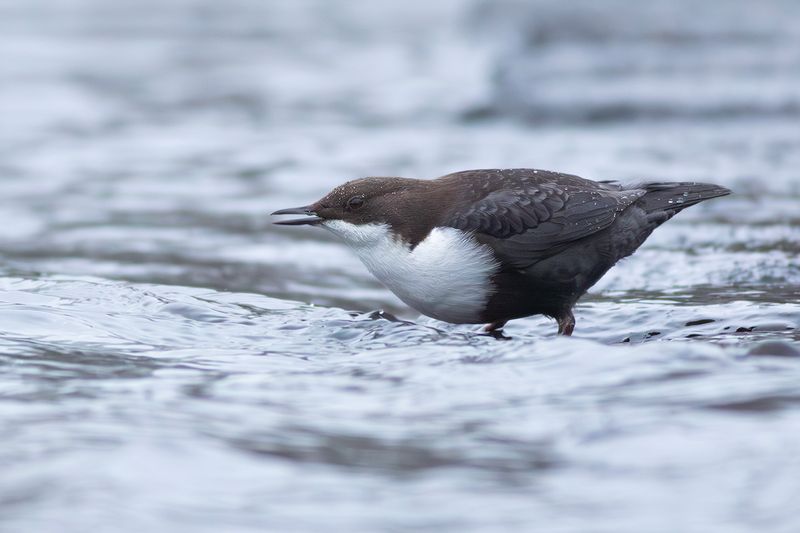 Black-bellied Dipper / Zwartbuikwaterspreeuw 