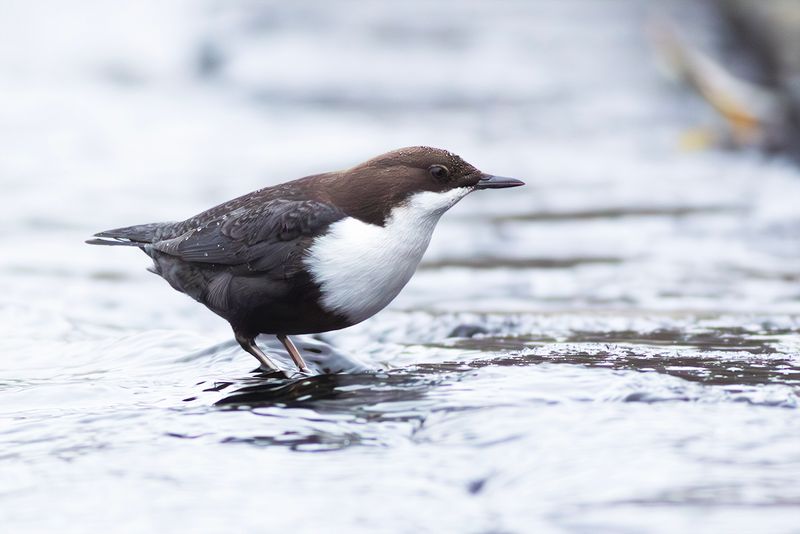 Black-bellied Dipper / Zwartbuikwaterspreeuw 