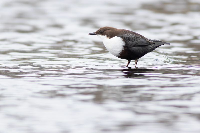 Black-bellied Dipper / Zwartbuikwaterspreeuw 