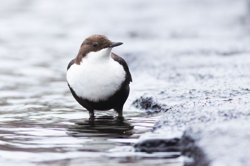 Black-bellied Dipper / Zwartbuikwaterspreeuw 