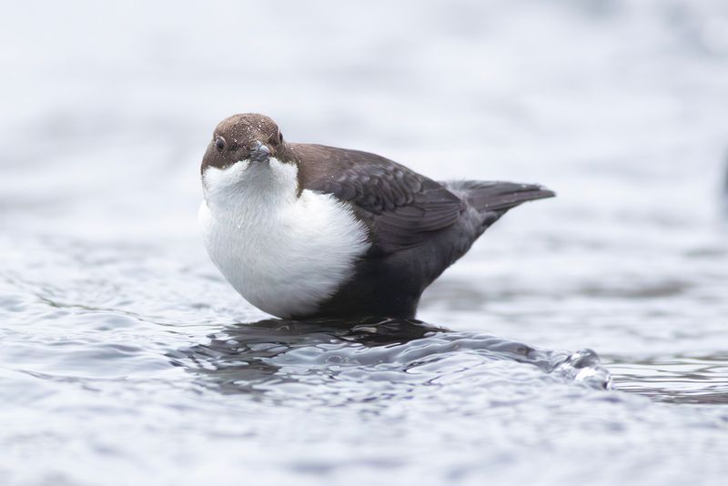 Black-bellied Dipper / Zwartbuikwaterspreeuw