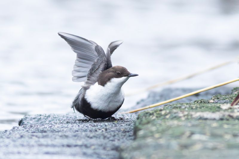 Black-bellied Dipper / Zwartbuikwaterspreeuw