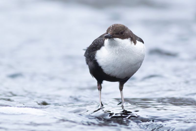 Black-bellied Dipper / Zwartbuikwaterspreeuw