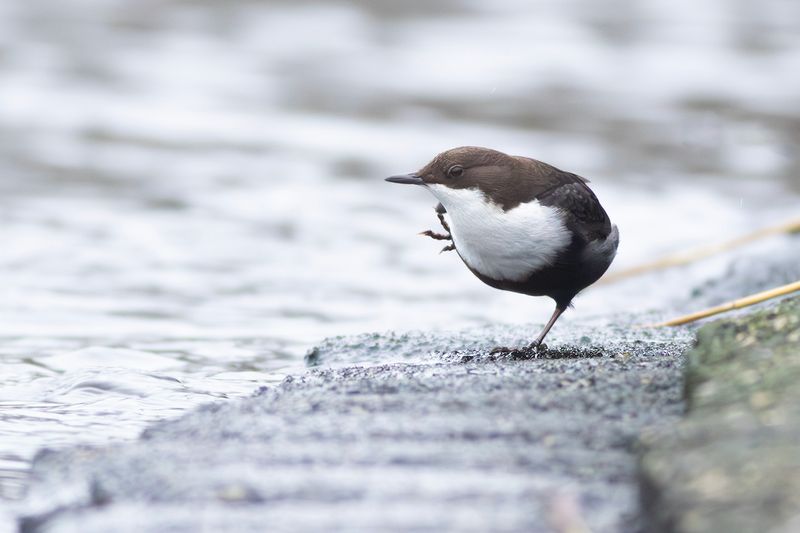 Black-bellied Dipper / Zwartbuikwaterspreeuw