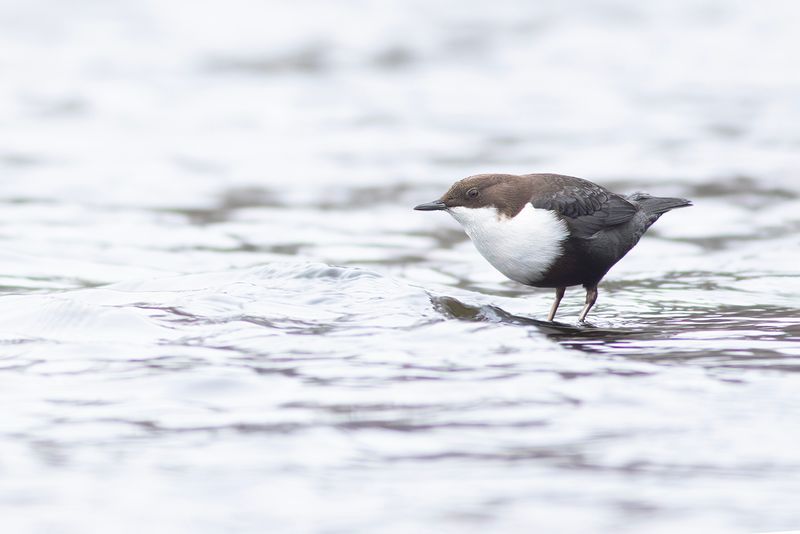 Black-bellied Dipper / Zwartbuikwaterspreeuw