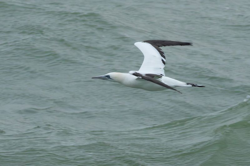 Jan-van-gent / Northern Gannet