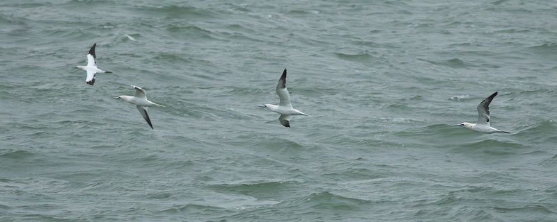 Jan-van-genten / Northern Gannets