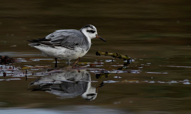 Rosse Franjepoot / Grey Phalarope