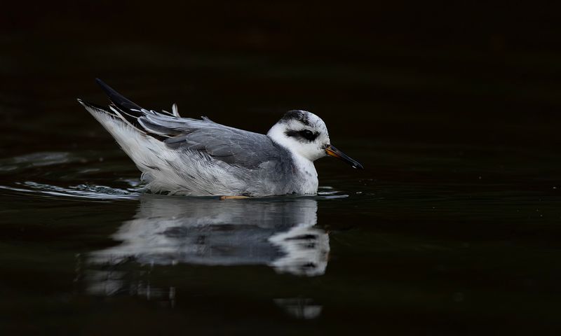 Grey Phalarope / Rosse Franjepoot