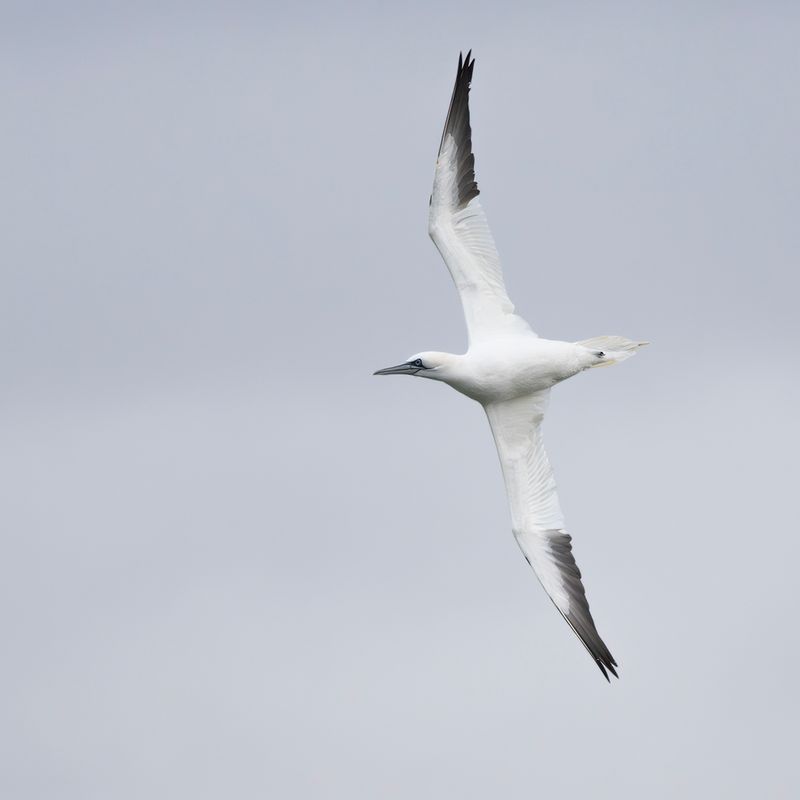 Jan-van-gent / Northern Gannet
