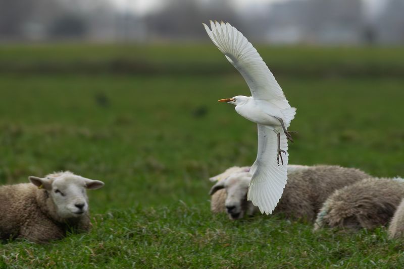 Cattle Egret / Koereiger