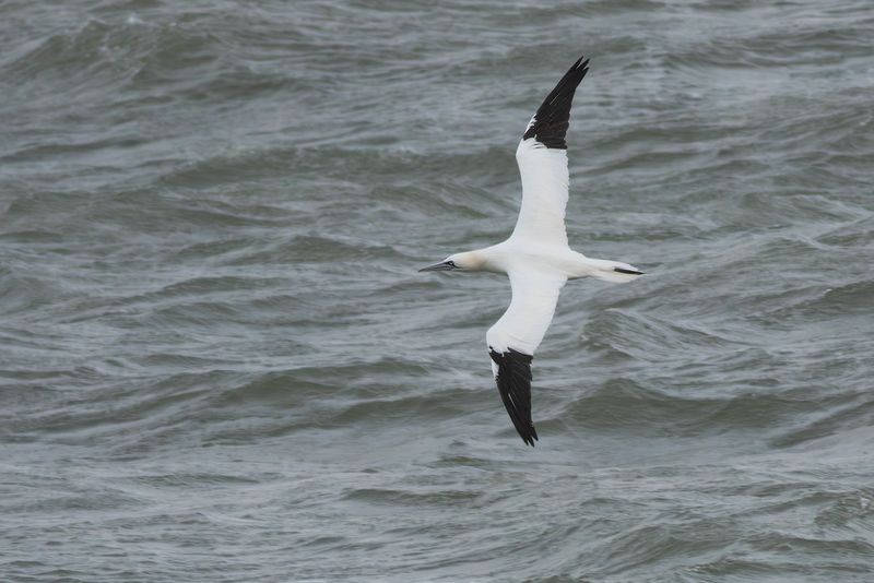 Jan-van-gent / Northern Gannet