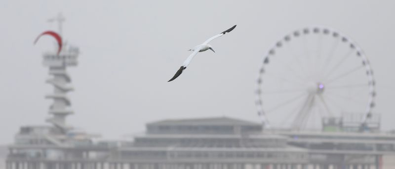 Jan-van-gent / Northern Gannet