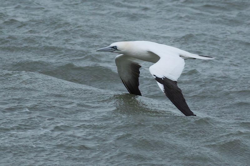 Northern Gannet / Jan-van-gent