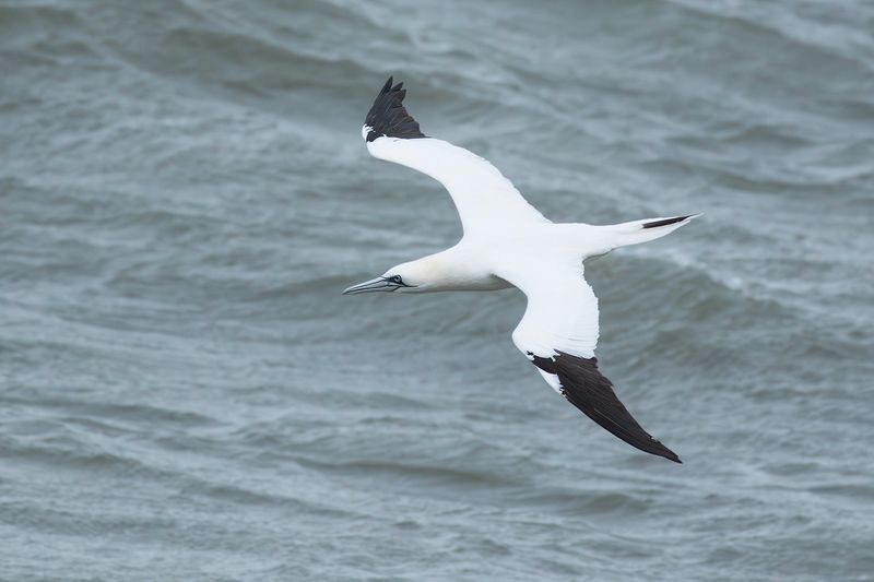 Northern Gannet / Jan-van-gent