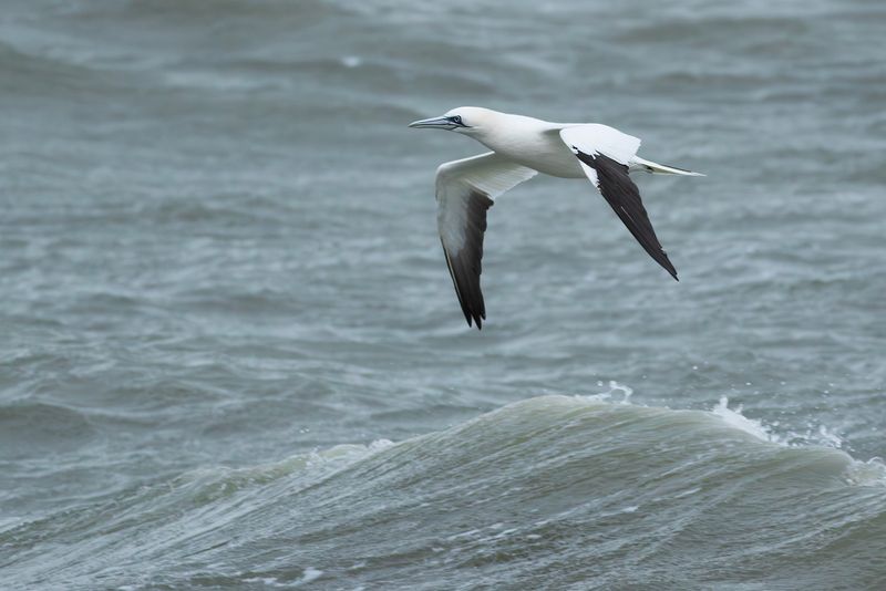 Northern Gannet / Jan-van-gent